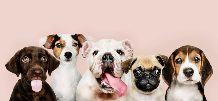 Saiba como escolher a Casa Ideal para o Si e para o seu Animal